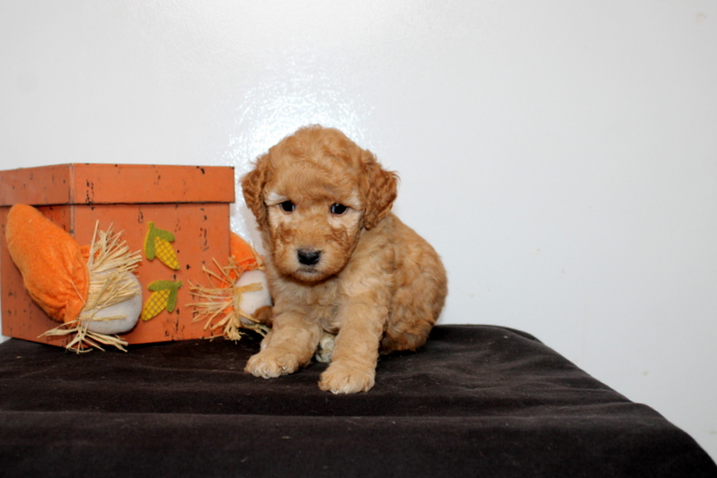 puppy, for, sale, Mini Goldendoodle F2B, Matthew B. Stoltzfus, dog, breeder, Gap, PA, dog-breeder, puppy-for-sale, forsale, nearby, find, puppyfind, locator, puppylocator, aca